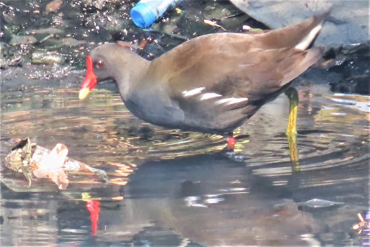 Eurasian Moorhen - ML612817744