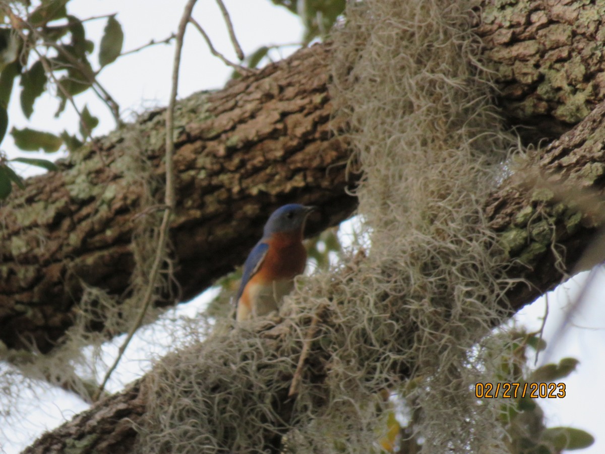 Eastern Bluebird - ML612817751