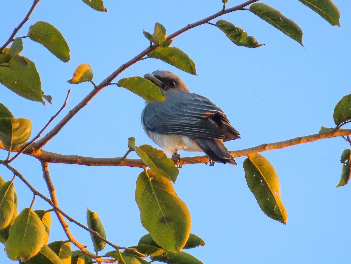 Black-headed Cuckooshrike - ML612817771