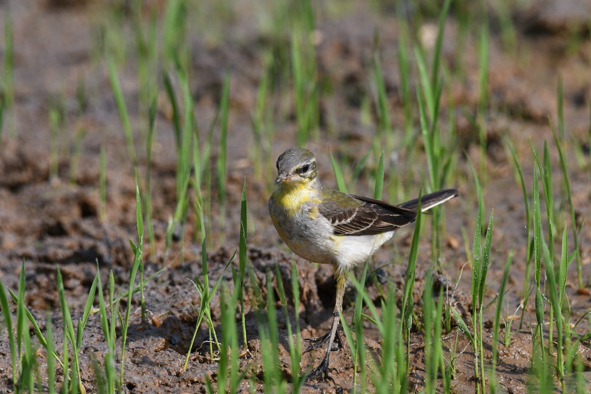 Western Yellow Wagtail - ML612817834