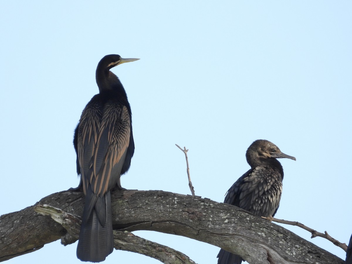 Australasian Darter - Cherri and Peter Gordon