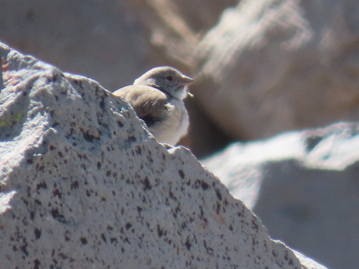 White-throated Sierra Finch - ML612817903