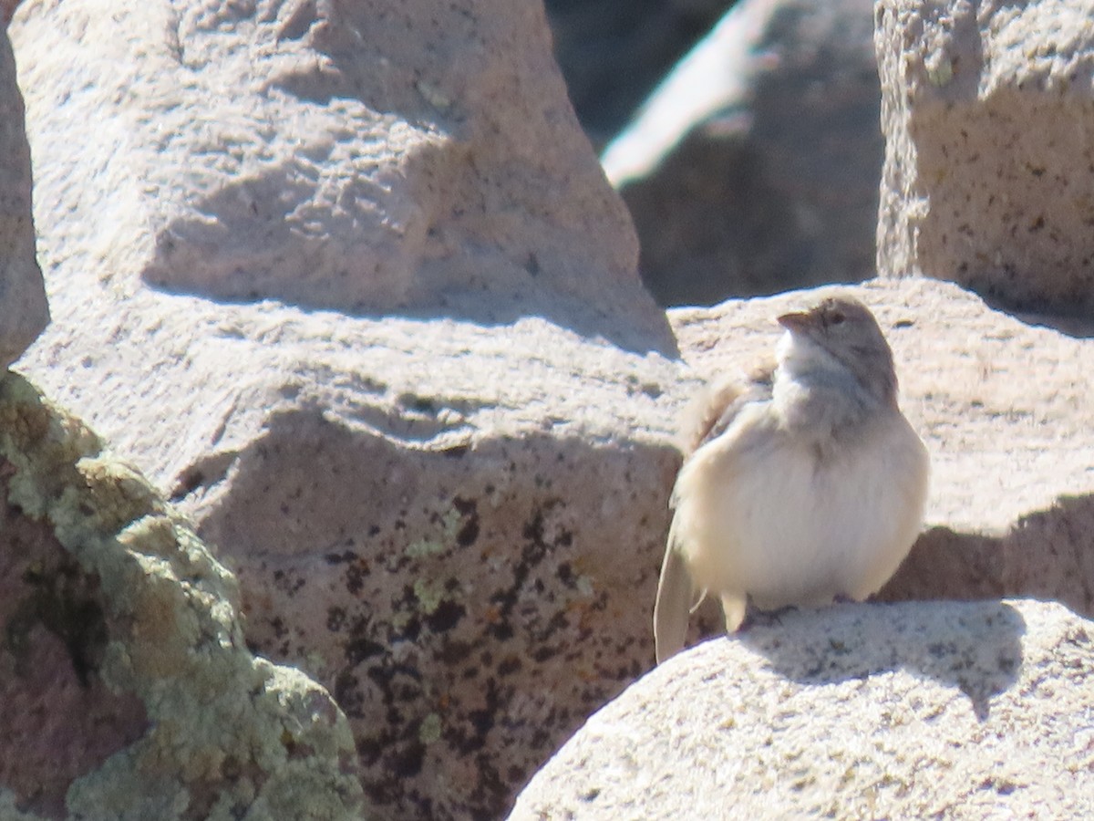 White-throated Sierra Finch - ML612817907