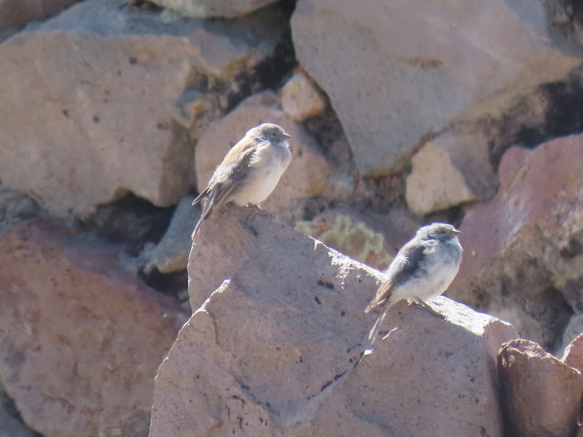 White-throated Sierra Finch - ML612817909