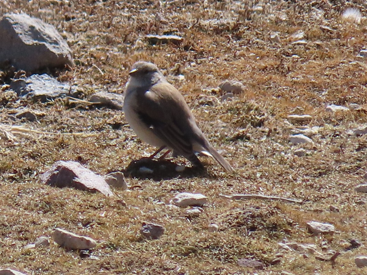 White-throated Sierra Finch - ML612817915