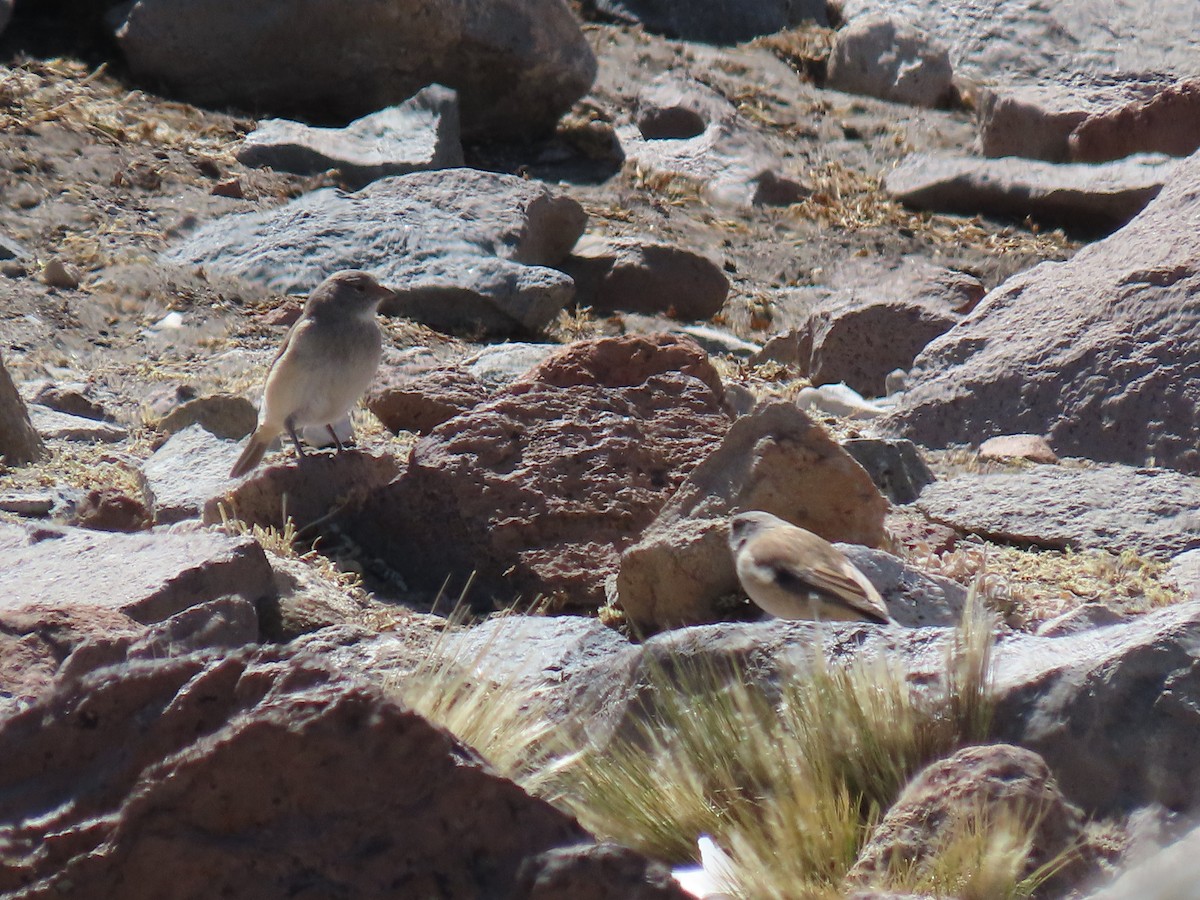 White-throated Sierra Finch - ML612817918