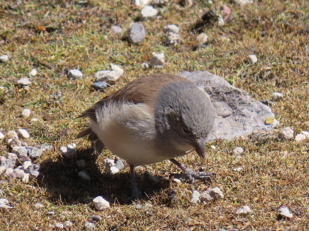 White-throated Sierra Finch - ML612817919