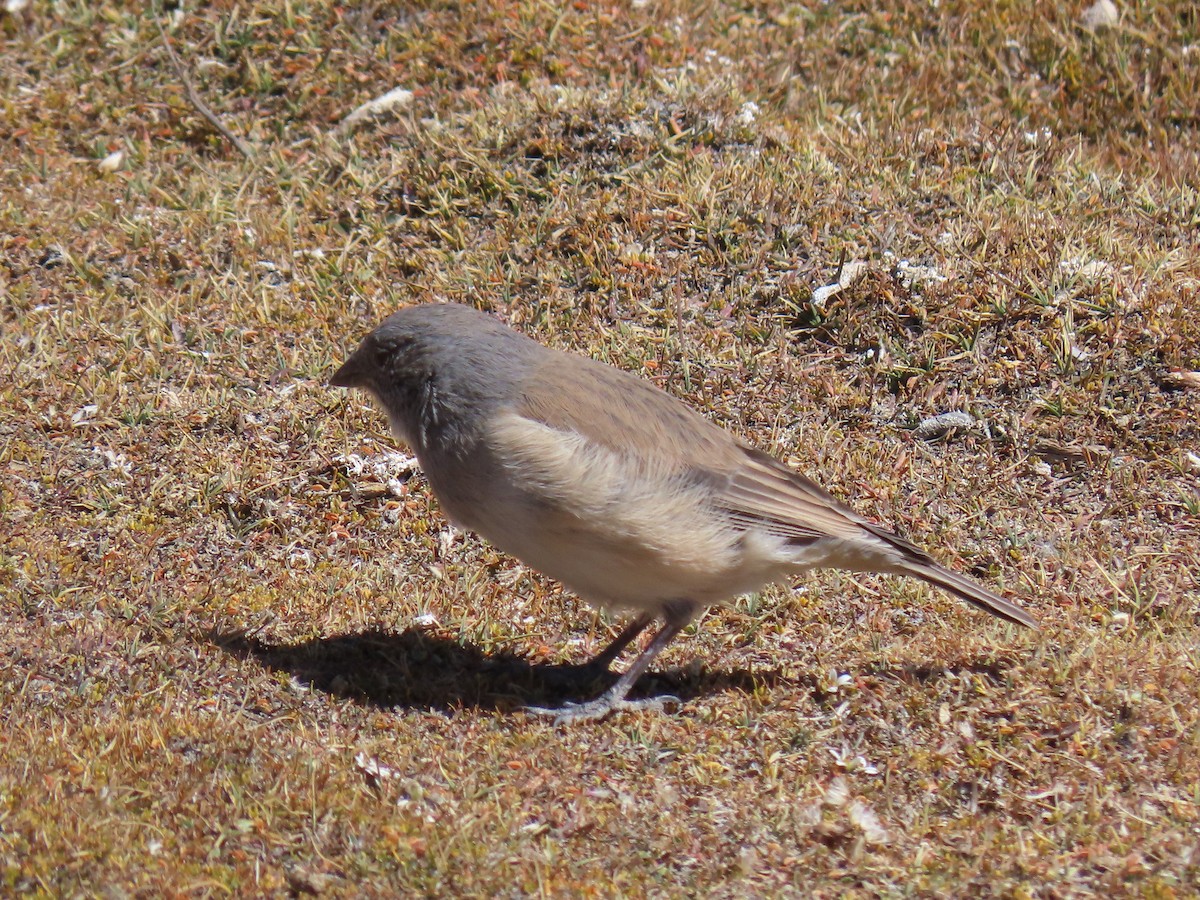 White-throated Sierra Finch - ML612817929