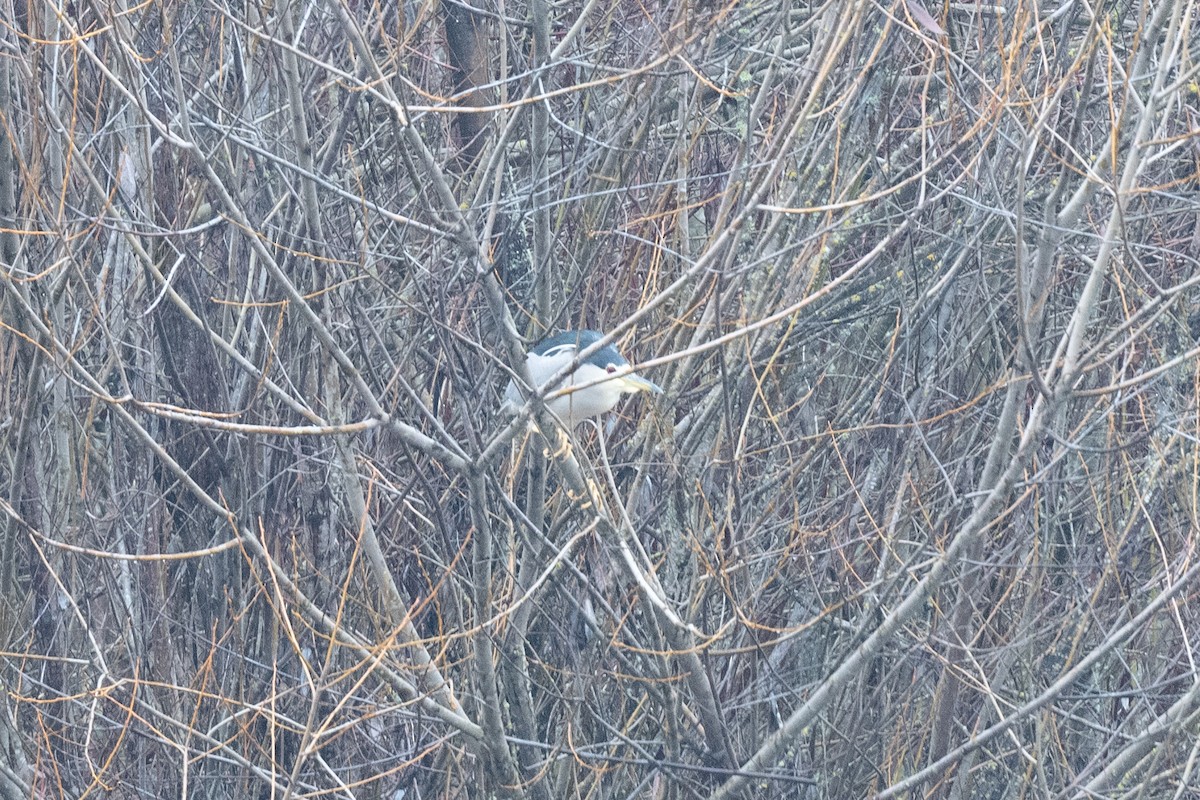 Black-crowned Night Heron - Conor Scotland