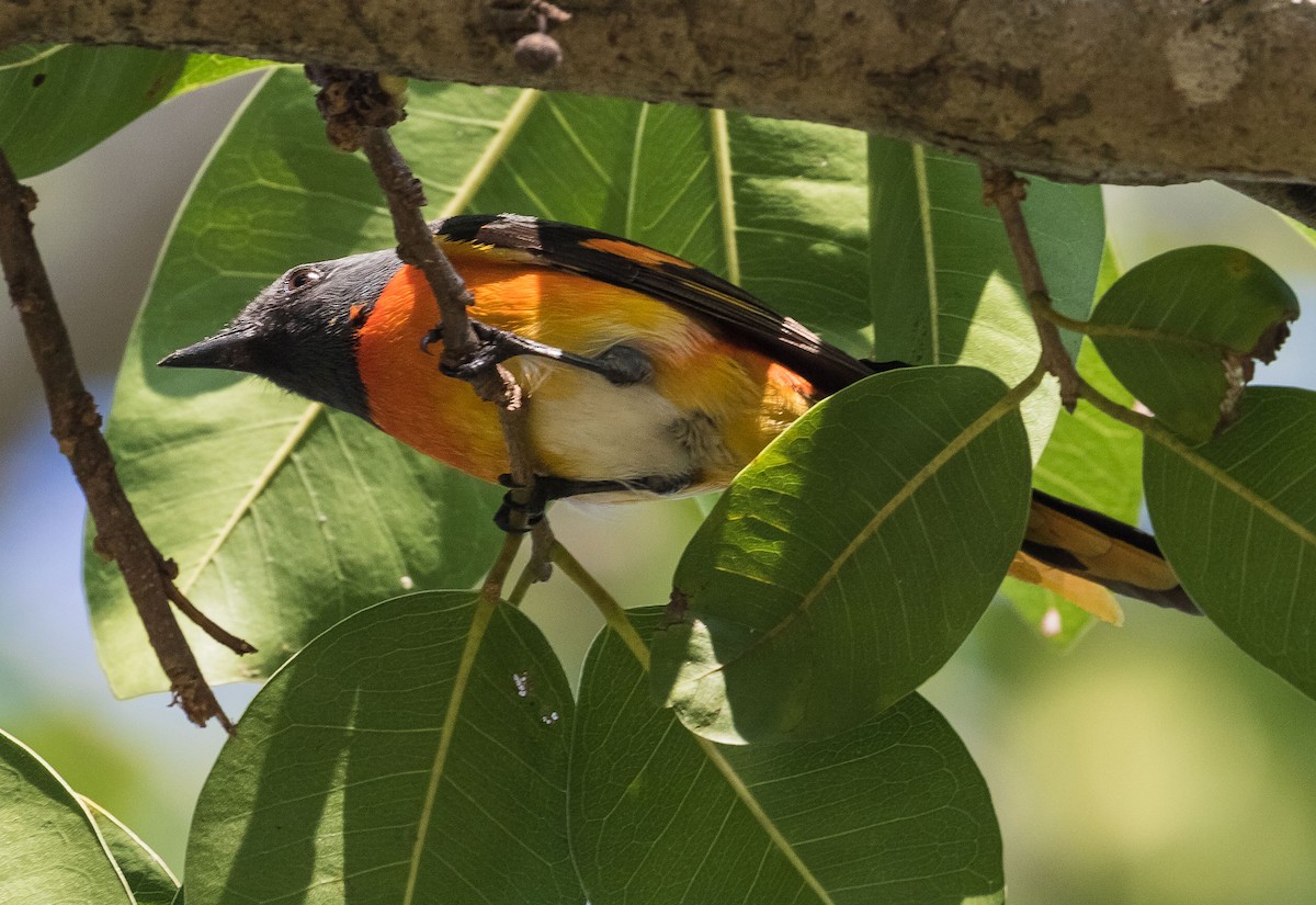 Small Minivet - ML612817975