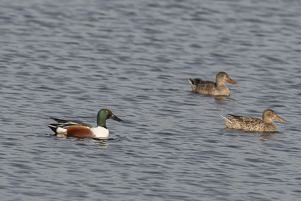 Northern Shoveler - ML612817990