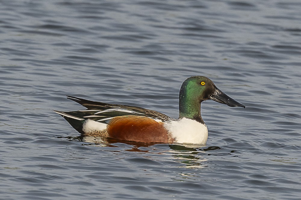 Northern Shoveler - ML612817991