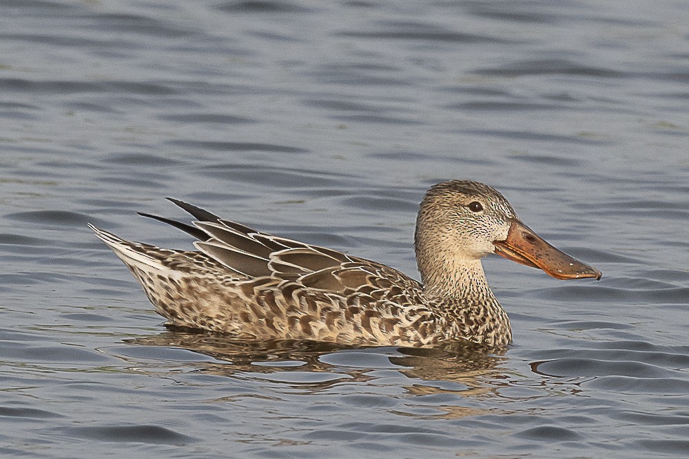 Northern Shoveler - ML612817992