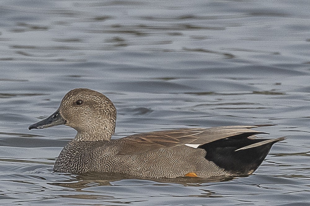 Gadwall - James McNamara