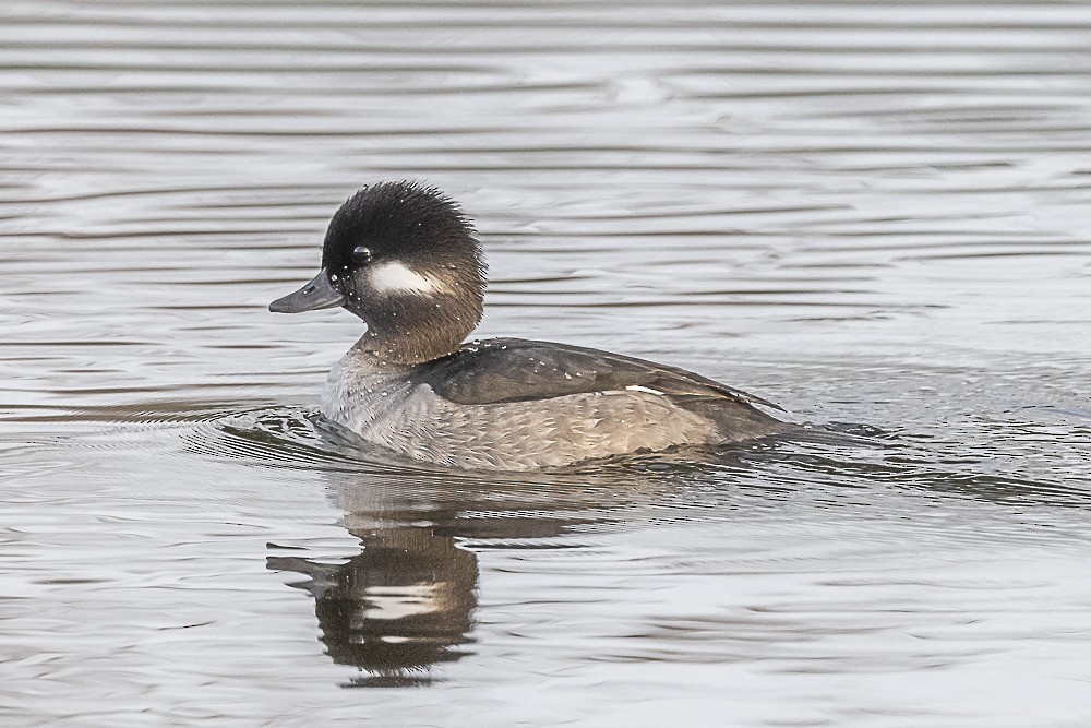 Bufflehead - ML612818006