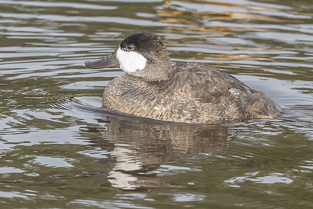 Ruddy Duck - James McNamara