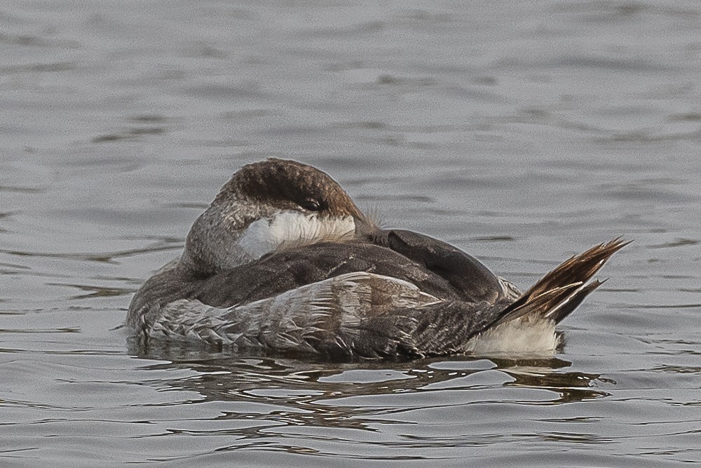 Érismature rousse - ML612818017