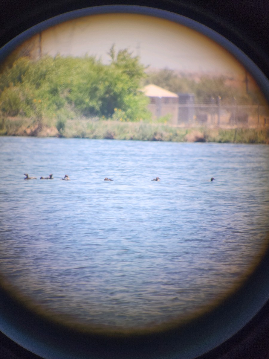 Canvasback - ML612818043