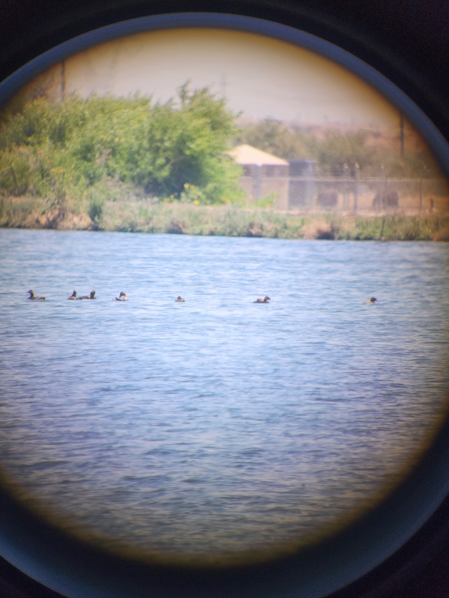 Canvasback - ML612818046