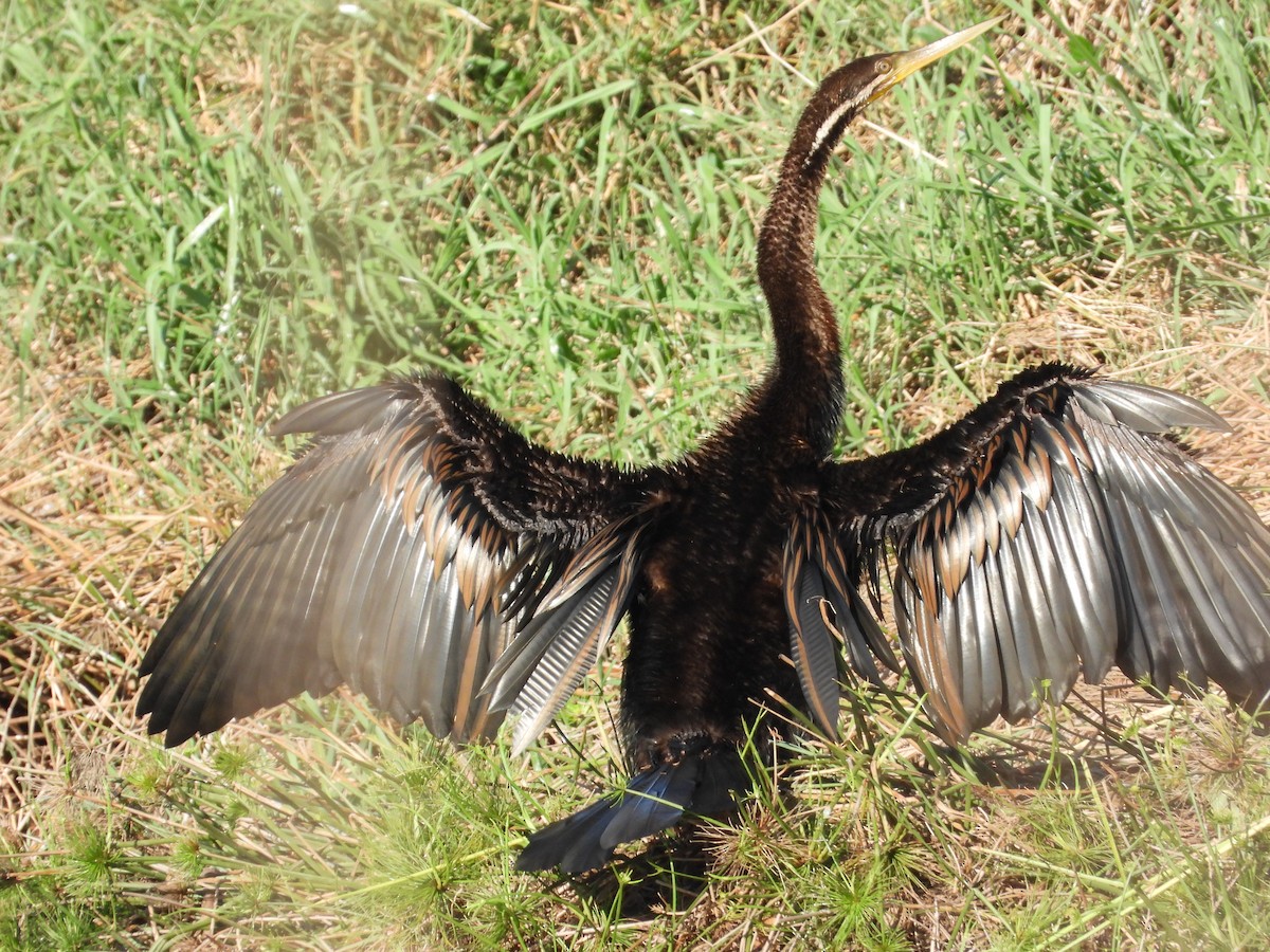 Austral-Schlangenhalsvogel - ML612818080