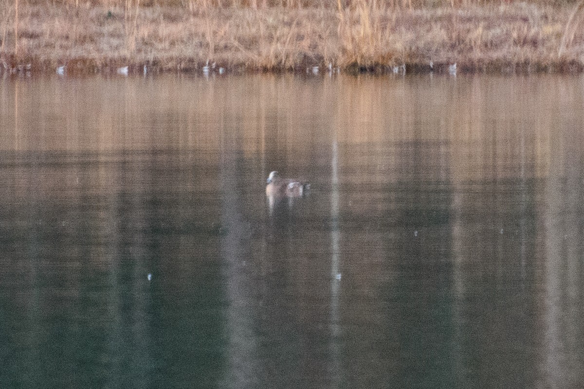 American Wigeon - ML612818083