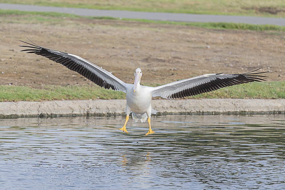 American White Pelican - ML612818114