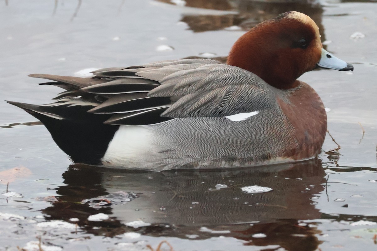 Eurasian Wigeon - ML612818119