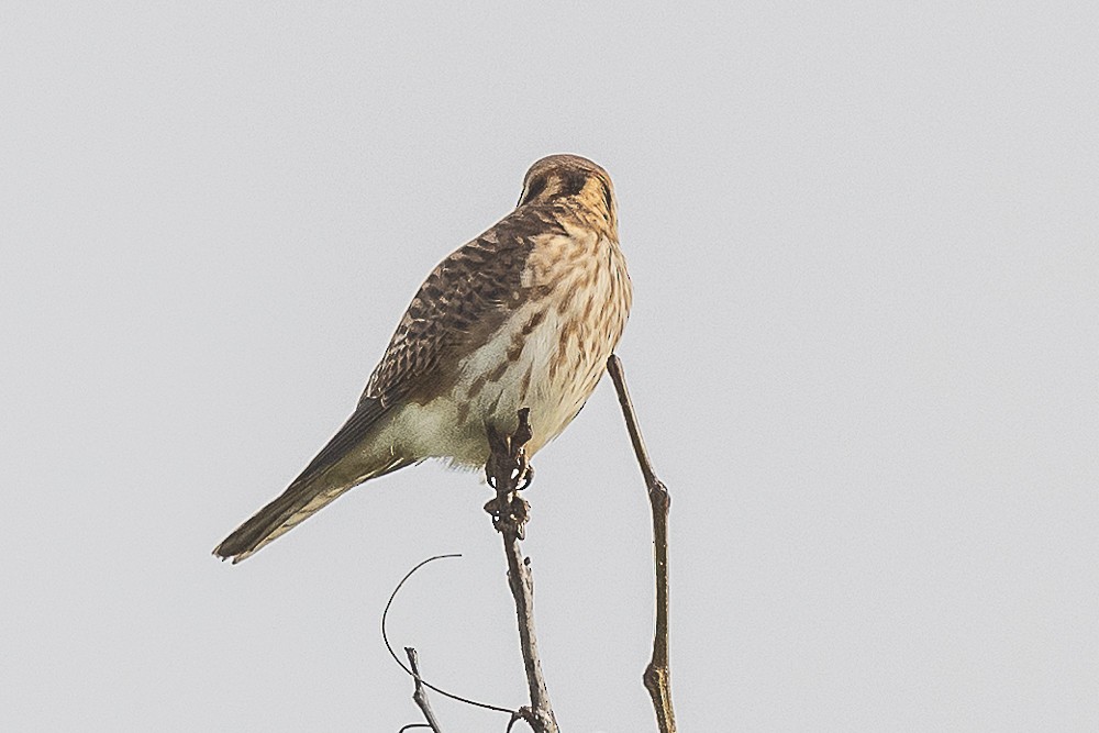 American Kestrel - ML612818134