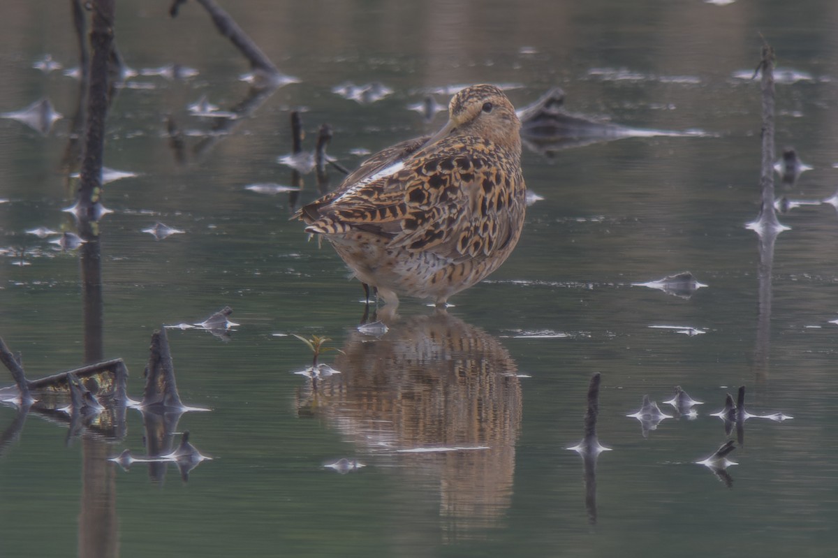 Short-billed Dowitcher (hendersoni) - ML612818140