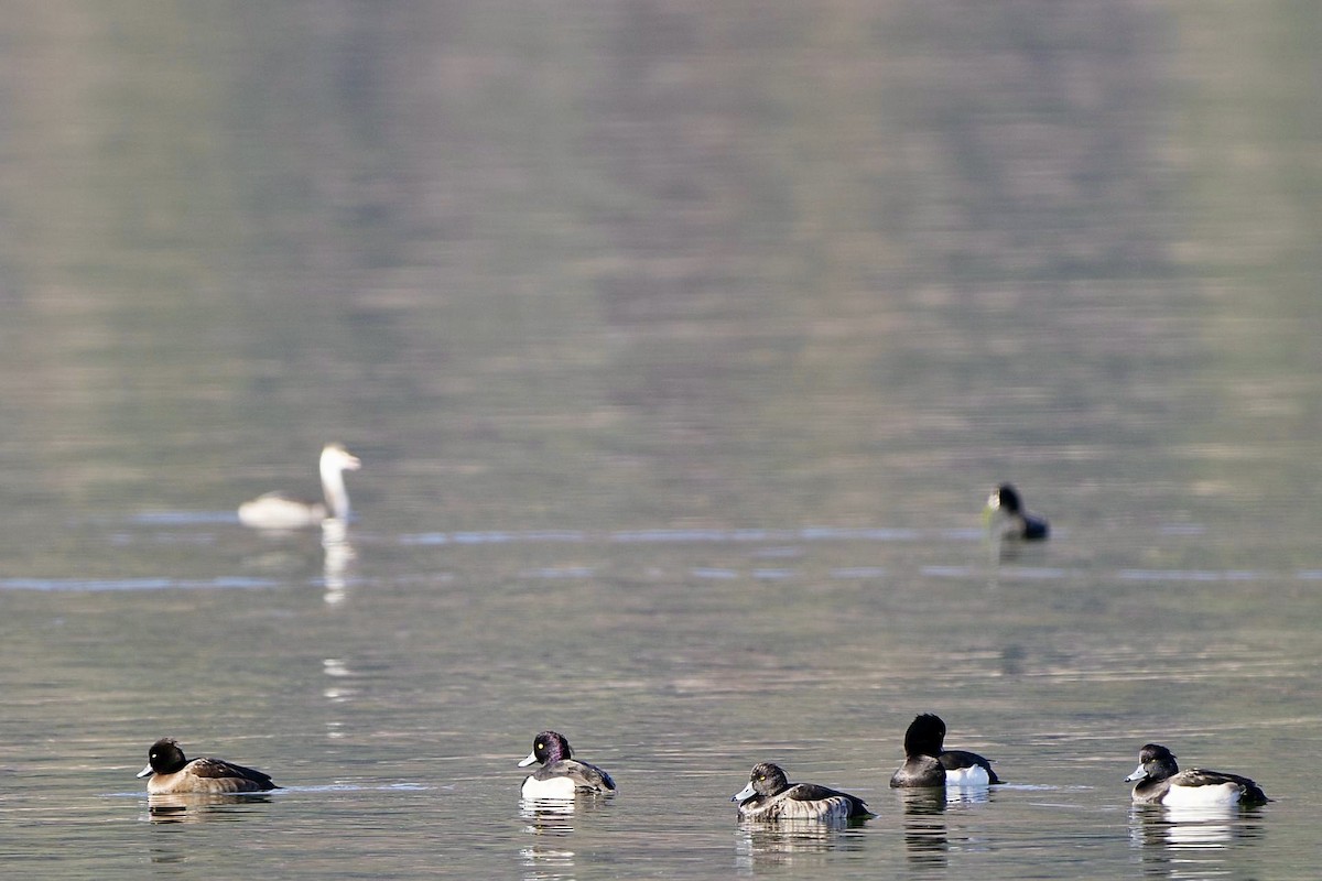 Tufted Duck - ML612818150