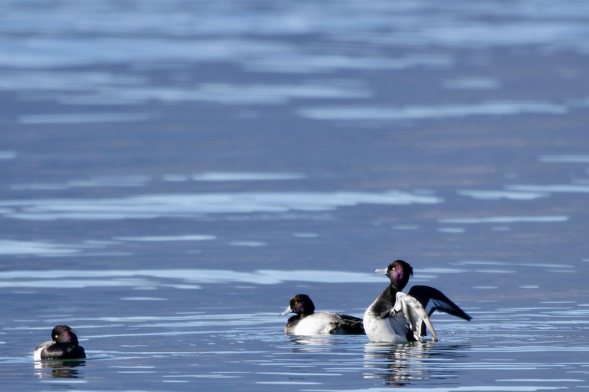 Tufted Duck - ML612818151