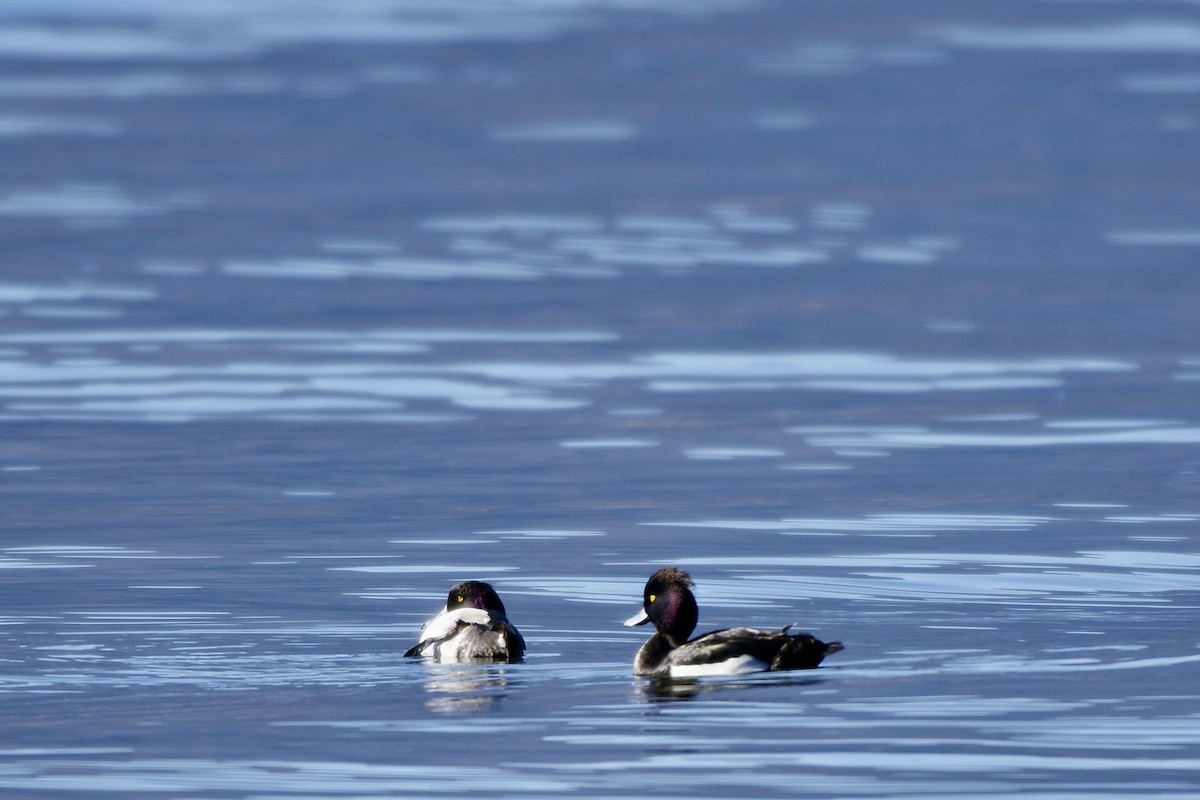 Tufted Duck - ML612818152