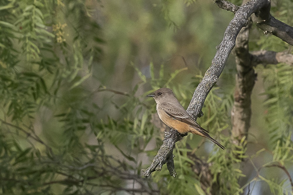 Say's Phoebe - James McNamara