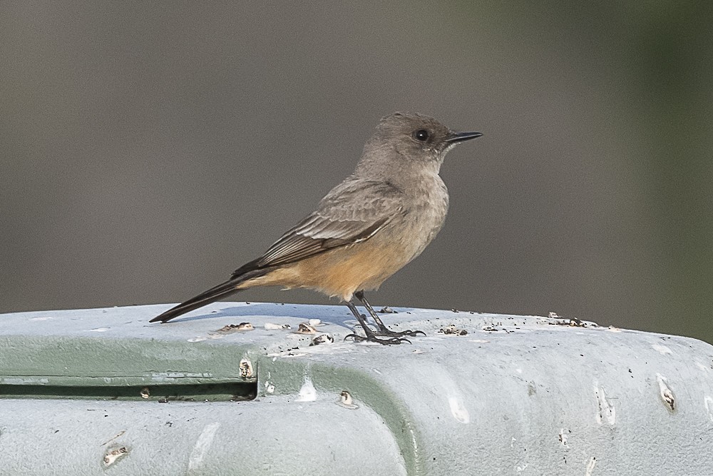 Say's Phoebe - James McNamara