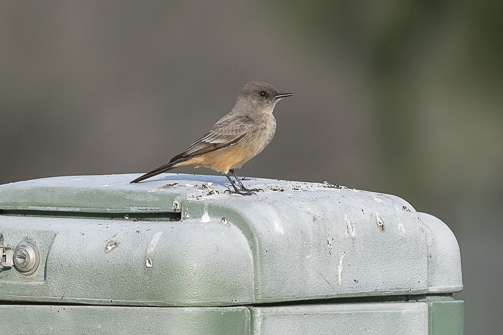 Say's Phoebe - James McNamara