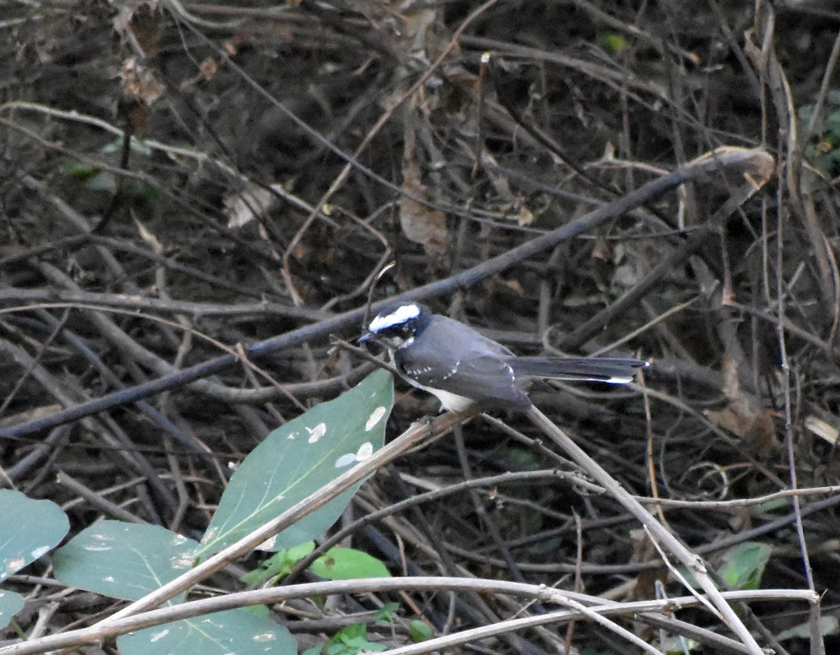 White-browed Fantail - ML612818179