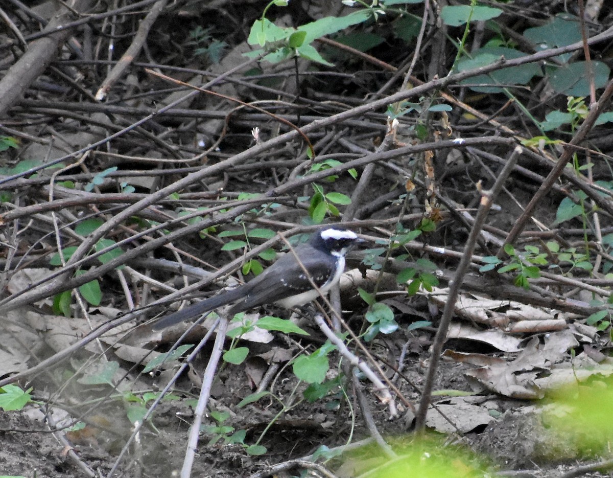 White-browed Fantail - ML612818180