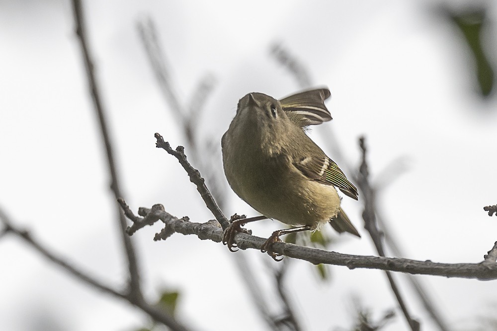 Ruby-crowned Kinglet - James McNamara