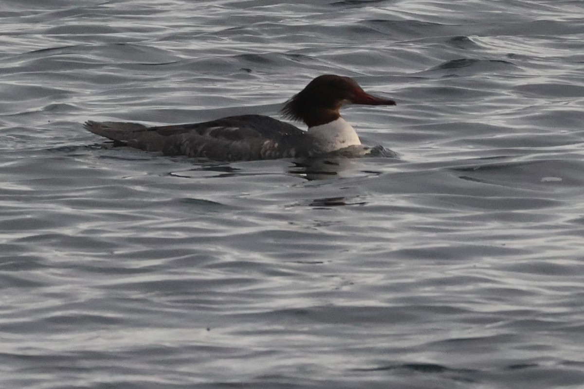 Common Merganser - ML612818251