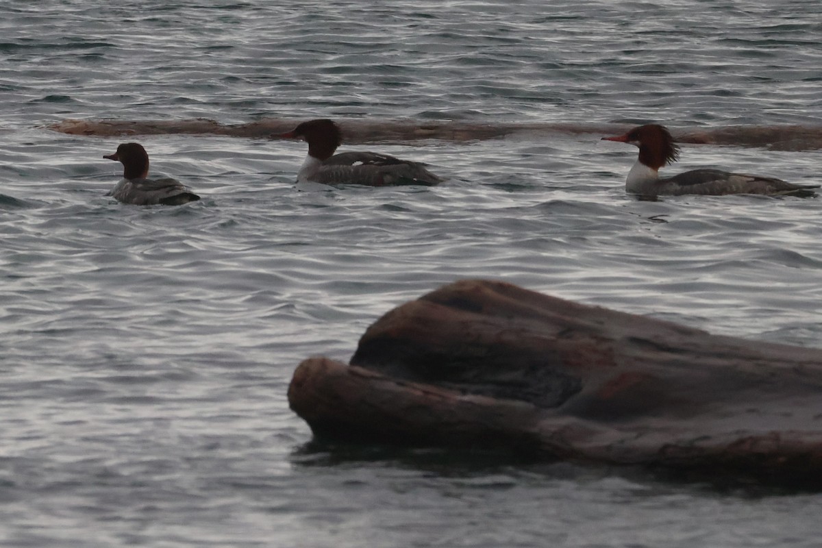 Common Merganser - ML612818252