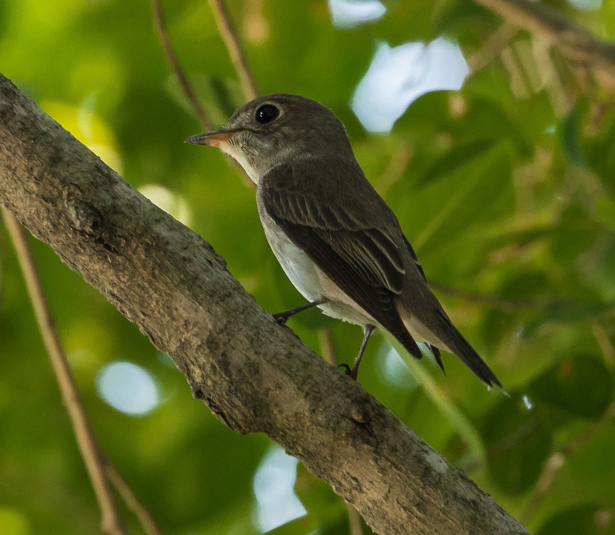 Asian Brown Flycatcher - ML612818255