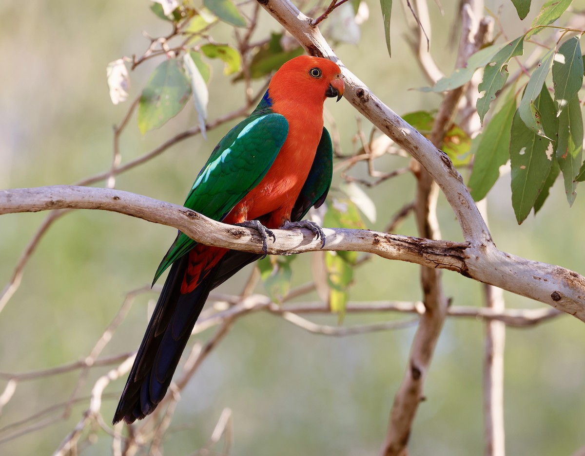 Avustralya Kral Papağanı - ML612818289