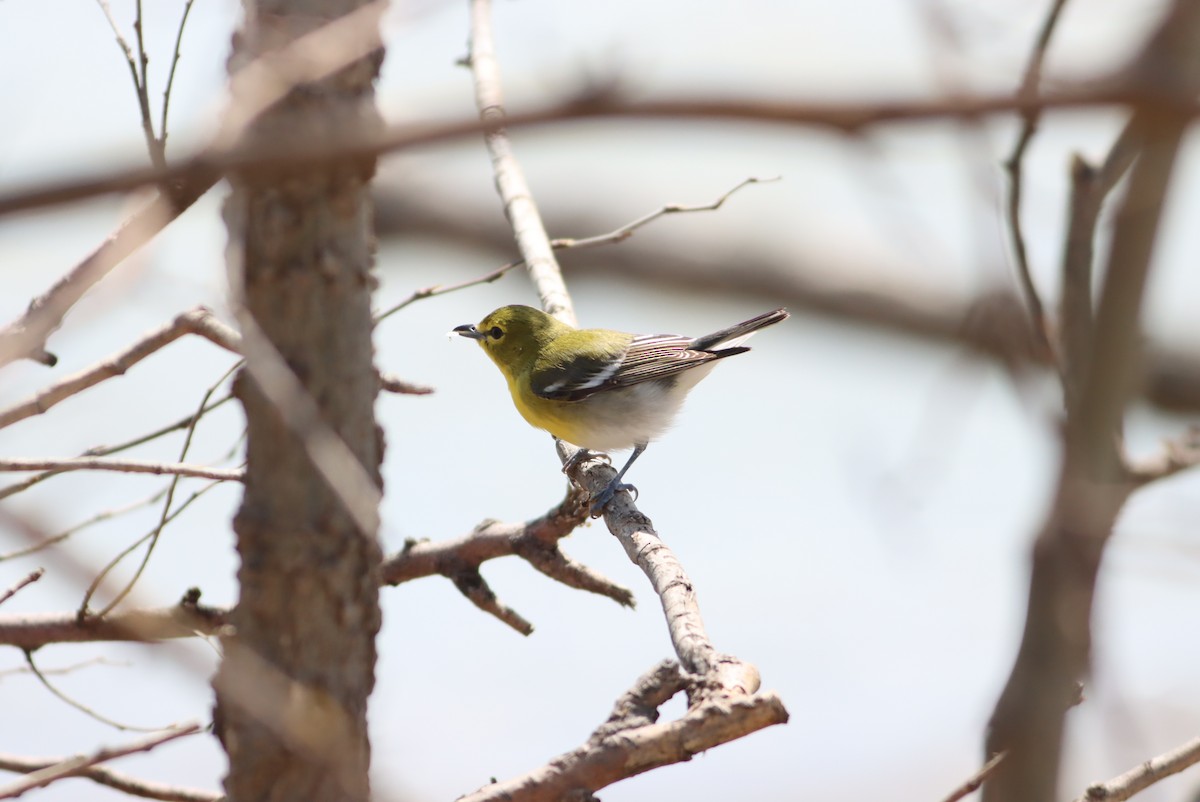 Vireo Gorjiamarillo - ML612818301