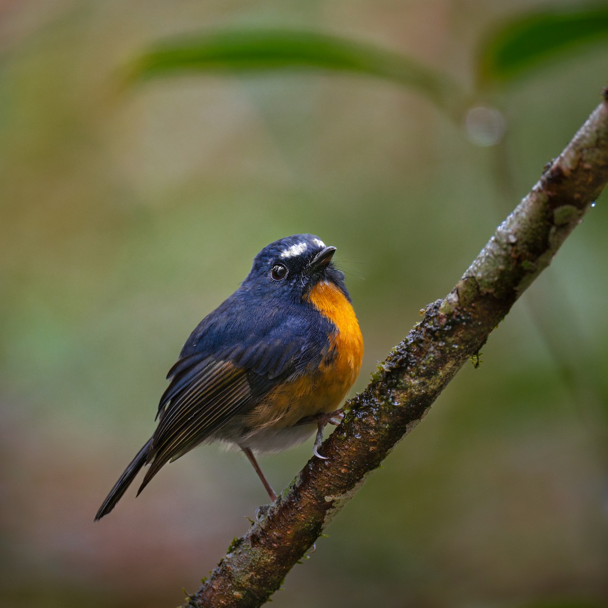 Snowy-browed Flycatcher - ML612818338