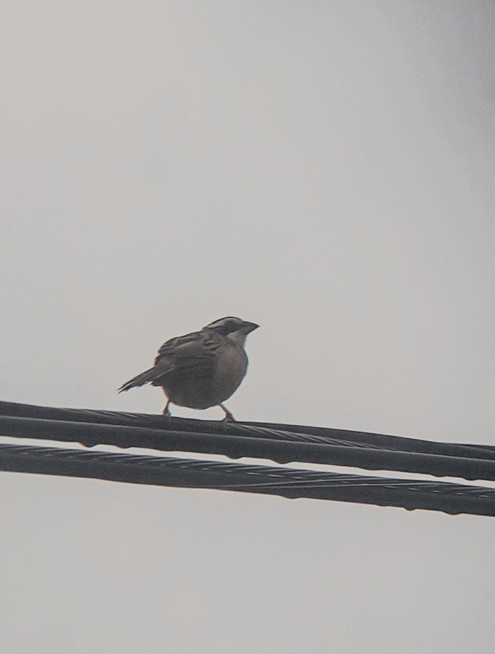 Stripe-headed Sparrow - ML612818348