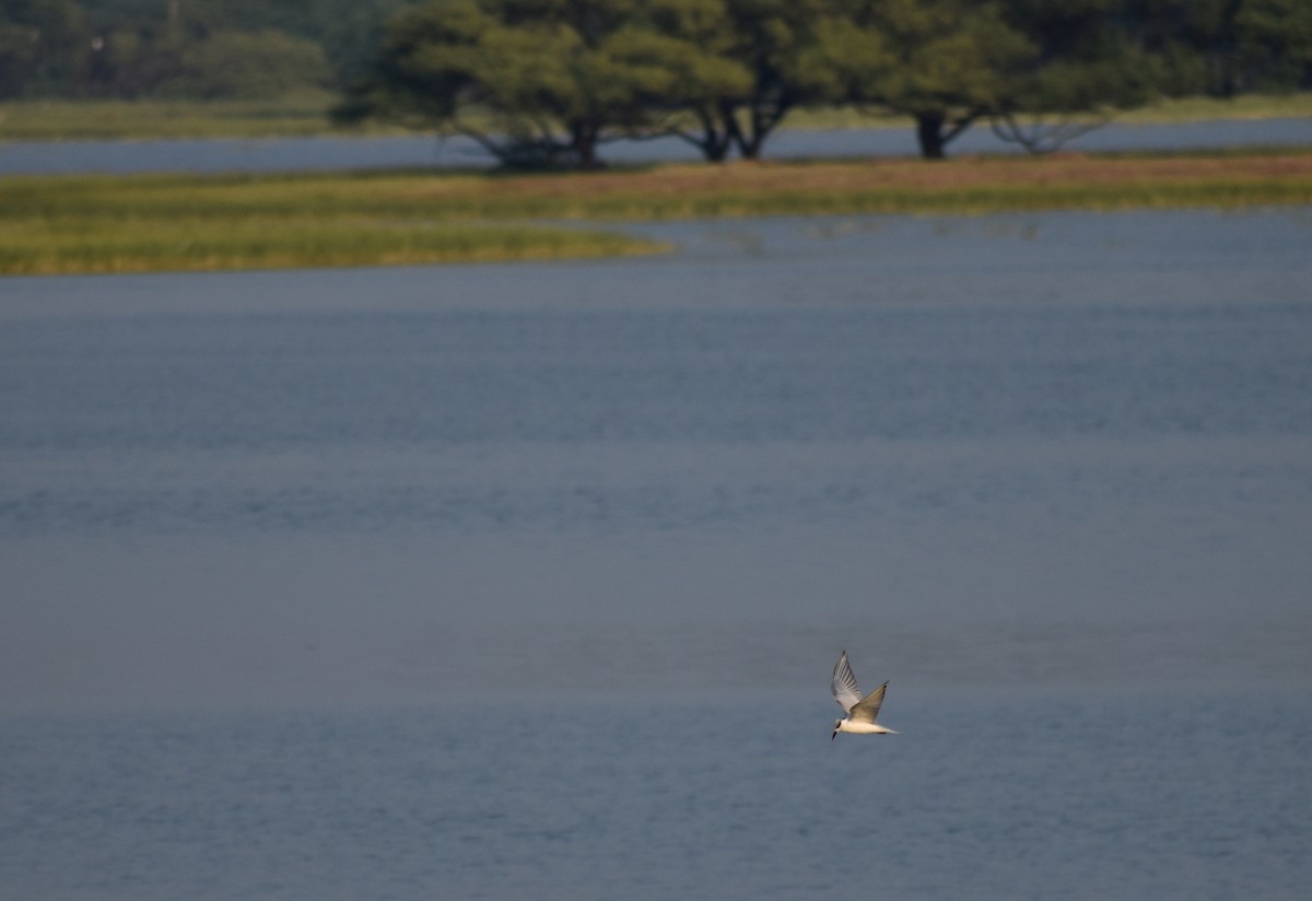 Whiskered Tern - ML612818360