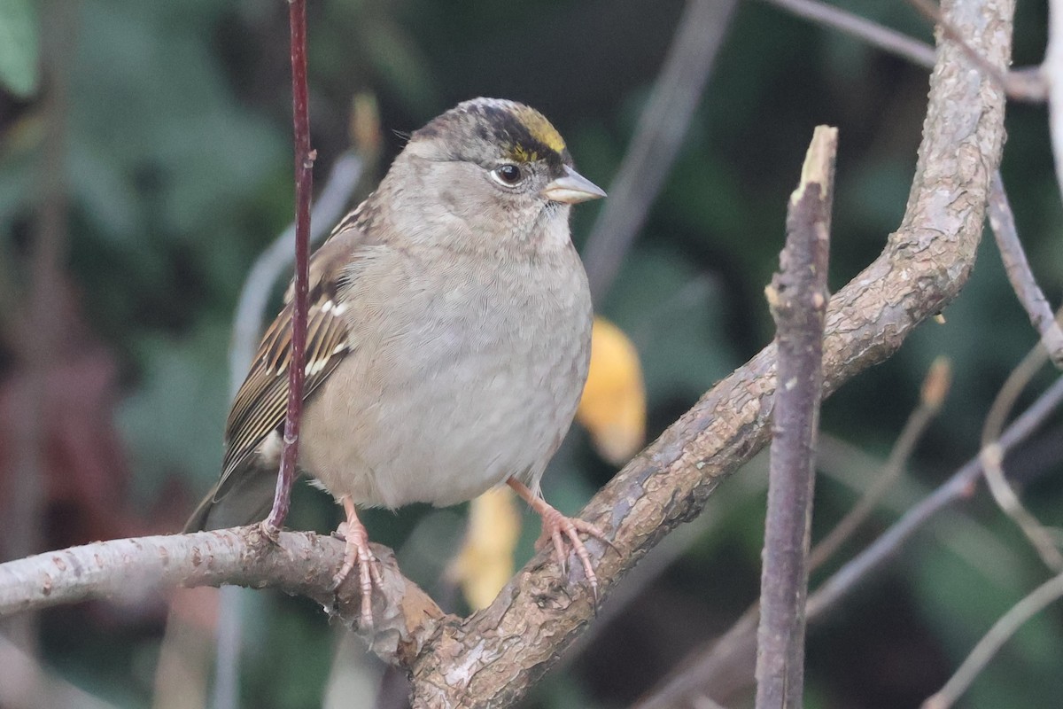 Golden-crowned Sparrow - ML612818384