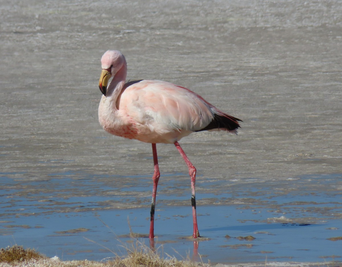 Puna Flamingosu - ML612818404