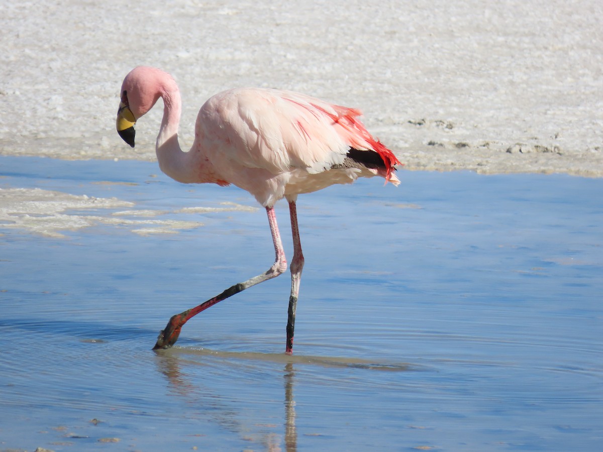 Puna Flamingosu - ML612818407
