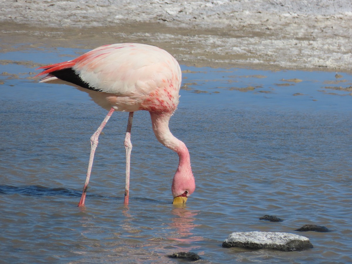 Puna Flamingosu - ML612818412